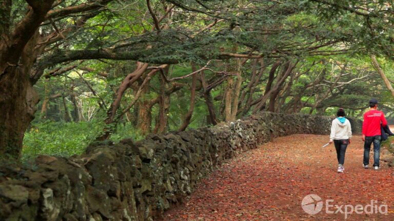Bijarim Forest, Jeju Island Vacation Travel Guide | Expedia