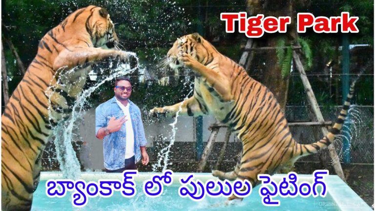 బ్యాంకాక్ లో టైగర్ పార్క్ | పులులతో ఆట వేట | Pattaya Tiger Park | Vinnuvikky / Bangkok