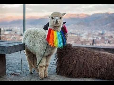 Cusco & Machu Picchu Vacation Travel Guide   Expedia   YouTube